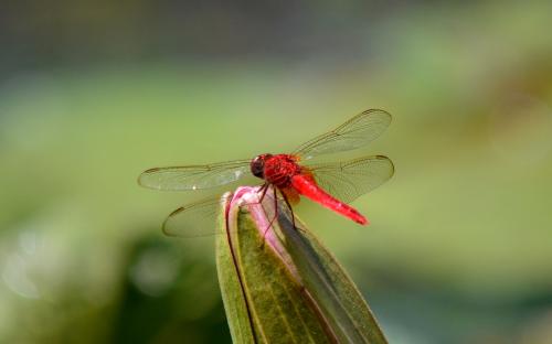 紅蜻