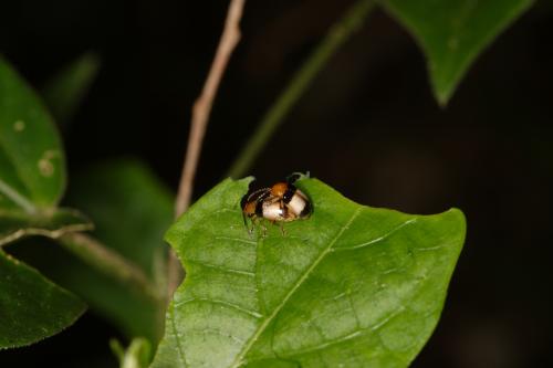 寬紋瘤額葉蚤_余素芳_YU2007071932_屏東縣獅子鄉_成蟲