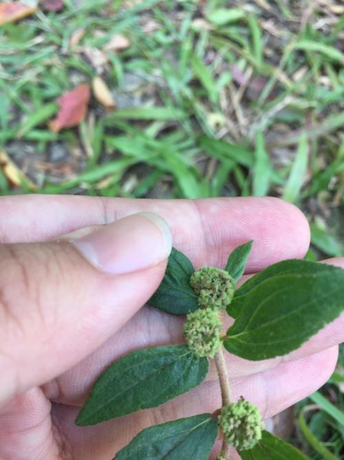 飛揚草 飛揚草