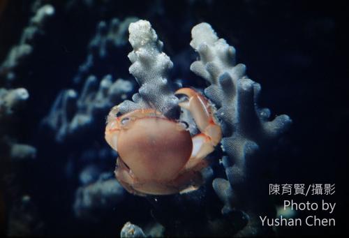 光潔擬梯形蟹 (光澤擬梯形蟹) 光潔擬梯形蟹 (光澤擬梯形蟹)