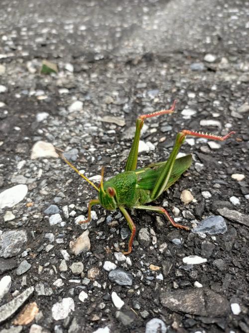 大棉蝗 大棉蝗