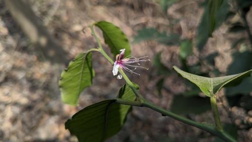 小刺山柑 小刺山柑