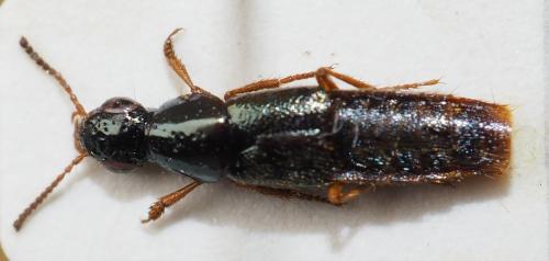 Quedius_(Raphirus)_bih-holotype Quedius_(Raphirus)_bih-holotype