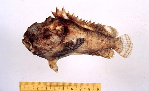ASIZP0059943 ASIZP0059943