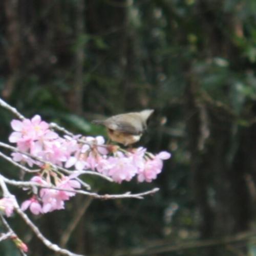 冠羽畫眉 冠羽畫眉