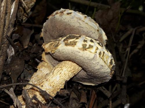 Austroboletus subvirens(淡黃綠南牛肝菌)