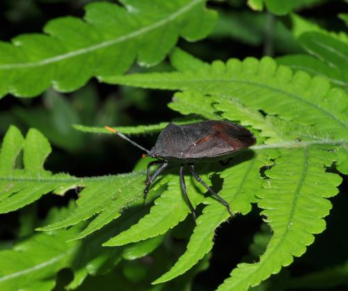 黃角椿象@ Coridius chinensis_台北陽明山.jpg