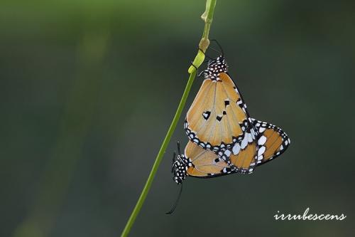 N02-4 金斑蝶