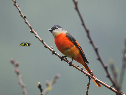 20090728_380333_Minivet_8021.jpg