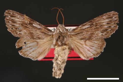 Speidelia formosa[00001632]