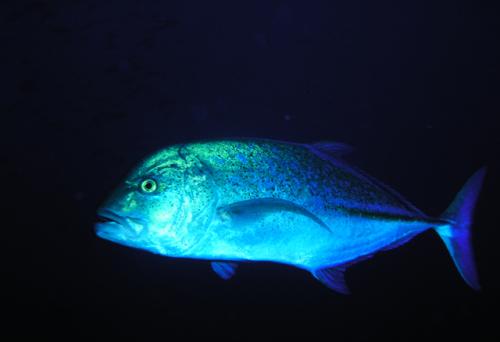 Caranx melampygus@fishdb-media-1463 Caranx melampygus@fishdb-media-1463