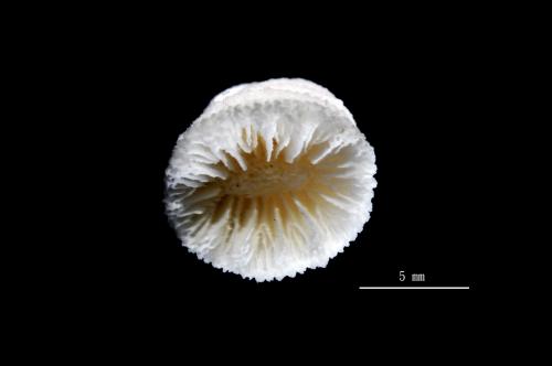 Balanophyllia rediviva_02