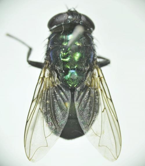 Achoetandrus villeneuve dorsal Achoetandrus villeneuve dorsal