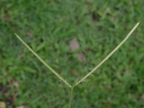 兩耳草 兩耳草