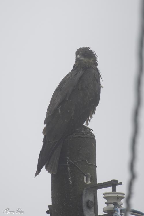 黑鳶 黑鳶