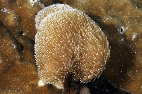108-1_Sarcophyton_nanwanensis 108-1_Sarcophyton_nanwanensis