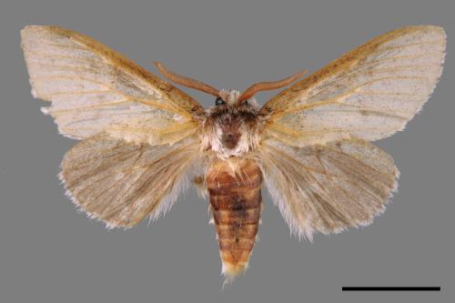 Cnethodonta grisescens baibarana[灰舟蛾][00055560]