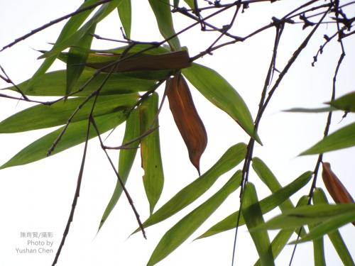 長毛八芝蘭竹