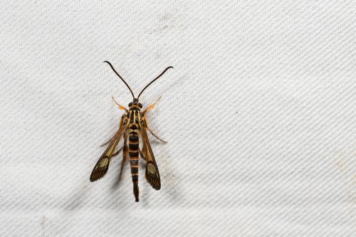 Ichneumenoptera gryphus Ichneumenoptera gryphus