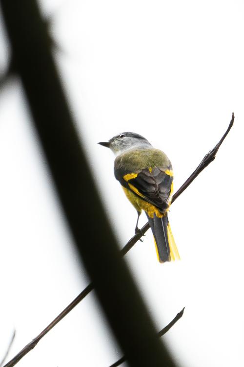 灰喉山椒鳥 灰喉山椒鳥
