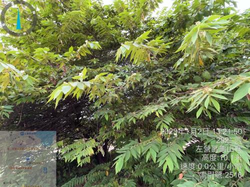 南美假櫻桃 南美假櫻桃