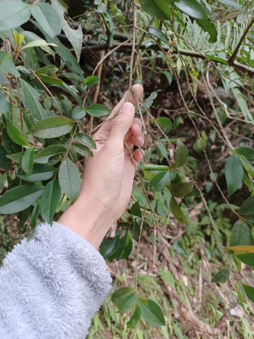 米碎柃木 米碎柃木