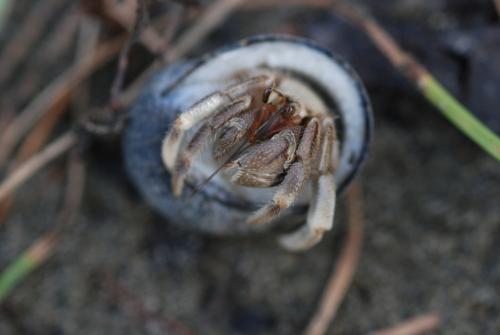 皺紋陸寄居蟹 皺紋陸寄居蟹