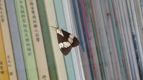 斜帶蝶燈蛾 斜帶蝶燈蛾