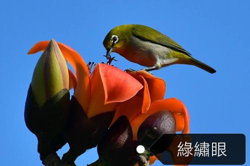斯氏繡眼