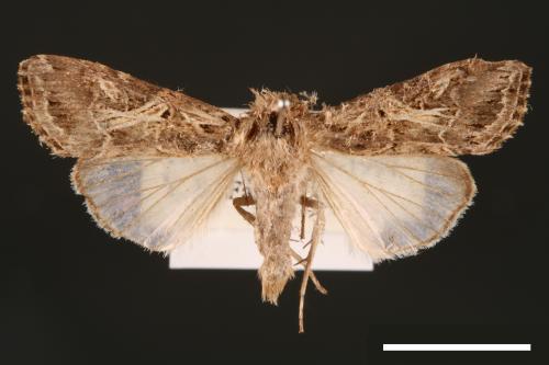 Spodoptera litura[斜紋夜蛾][00002856]
