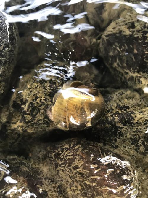 溝果瓶螺(福壽螺)