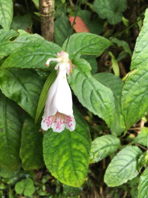 角桐草 角桐草