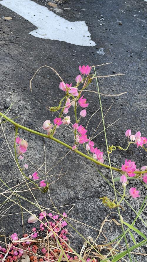 珊瑚藤