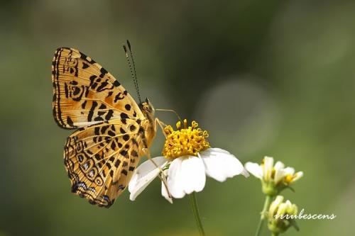 N24-2 花豹盛蛺蝶