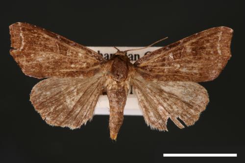 Callopistria placodoides[紅棕散紋夜蛾][00002371]