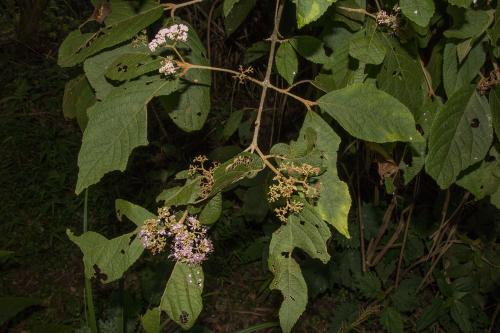 杜虹花