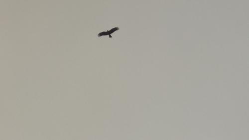 黑鳶