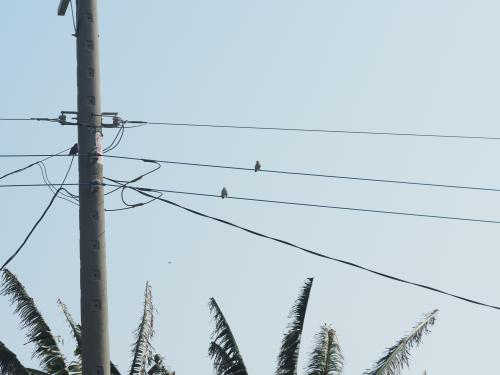 Chestnut-tailed Starling (Eastern) Chestnut-tailed Starling (Eastern)