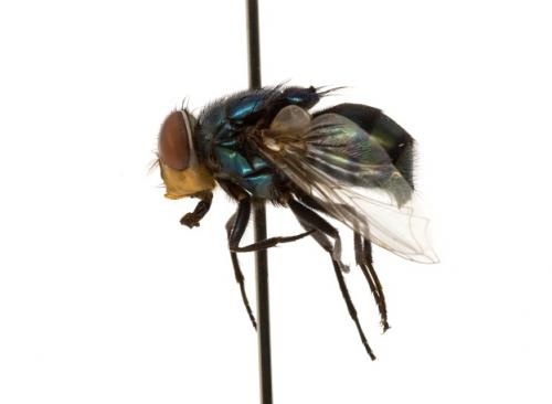 Chrysomya megacephala female lateral