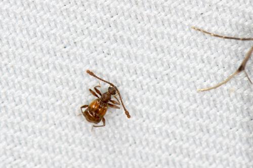 Taiwanophodes minor