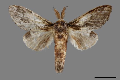 Syntypistis comatus[白斑跨舟蛾][00100472]
