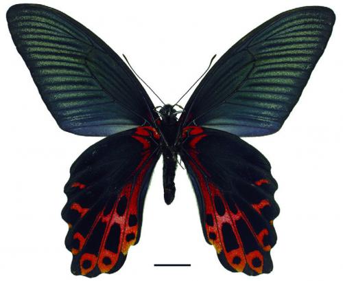 Papilio thaiwanus Rothschild, 1898 臺灣鳳蝶 Papilio thaiwanus Rothschild, 1898 臺灣鳳蝶