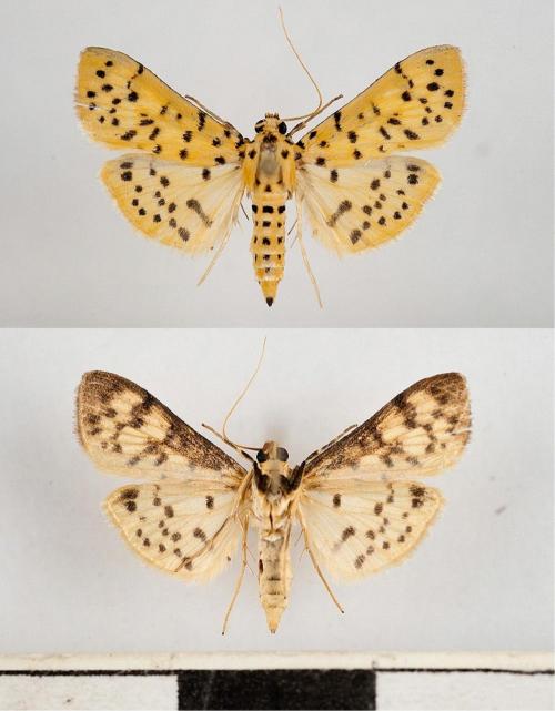 DSF_1701 Conogethes parvipunctalis.jpg