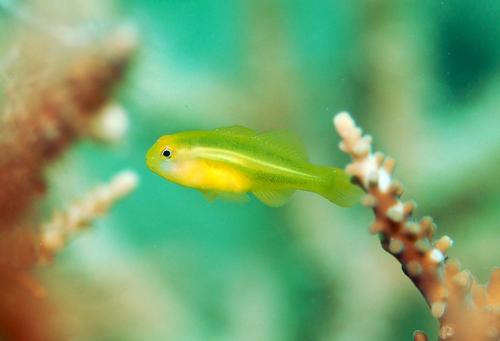Gobiodon okinawae@fishdb-media-9866 Gobiodon okinawae@fishdb-media-9866