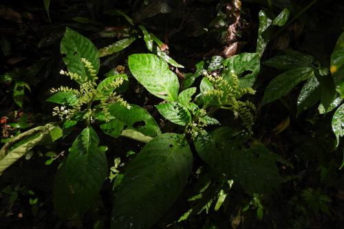 小花蛇根草