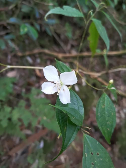 深山野牡丹