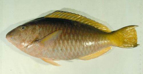 ASIZP0056259 ASIZP0056259