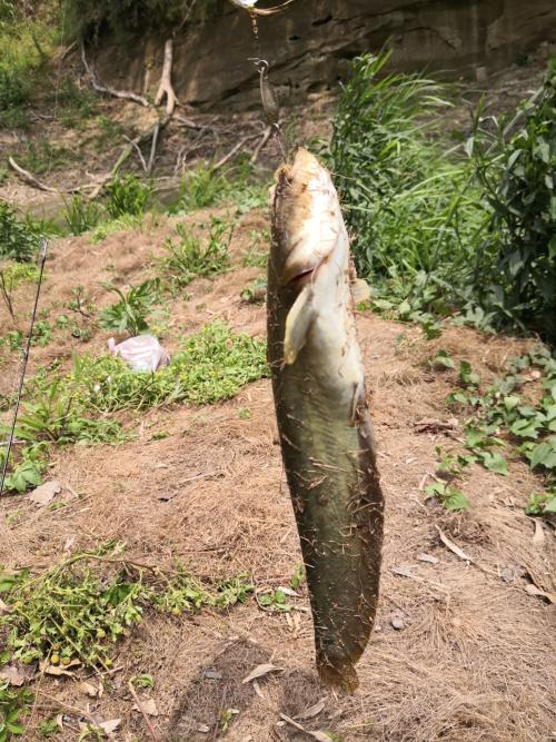 鯰 鯰