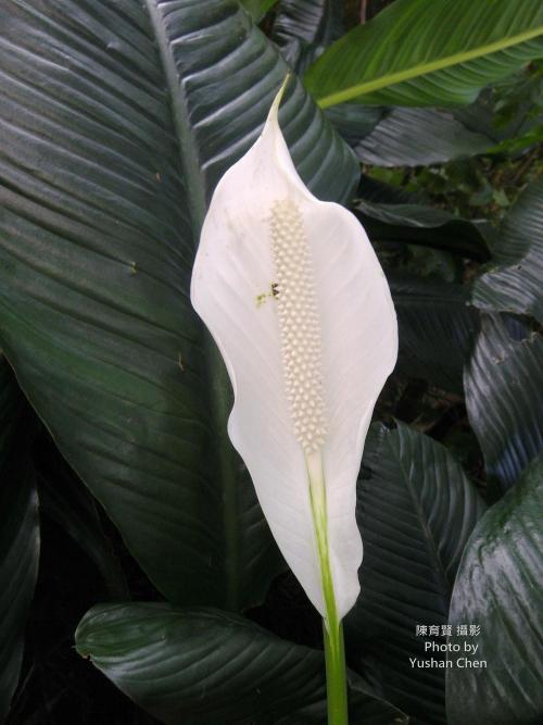 白鶴芋 白鶴芋