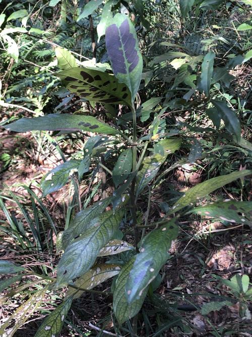 白果雞屎樹 白果雞屎樹